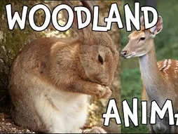 Woodland Creatures! Cutest Forest Animals for Kids!
