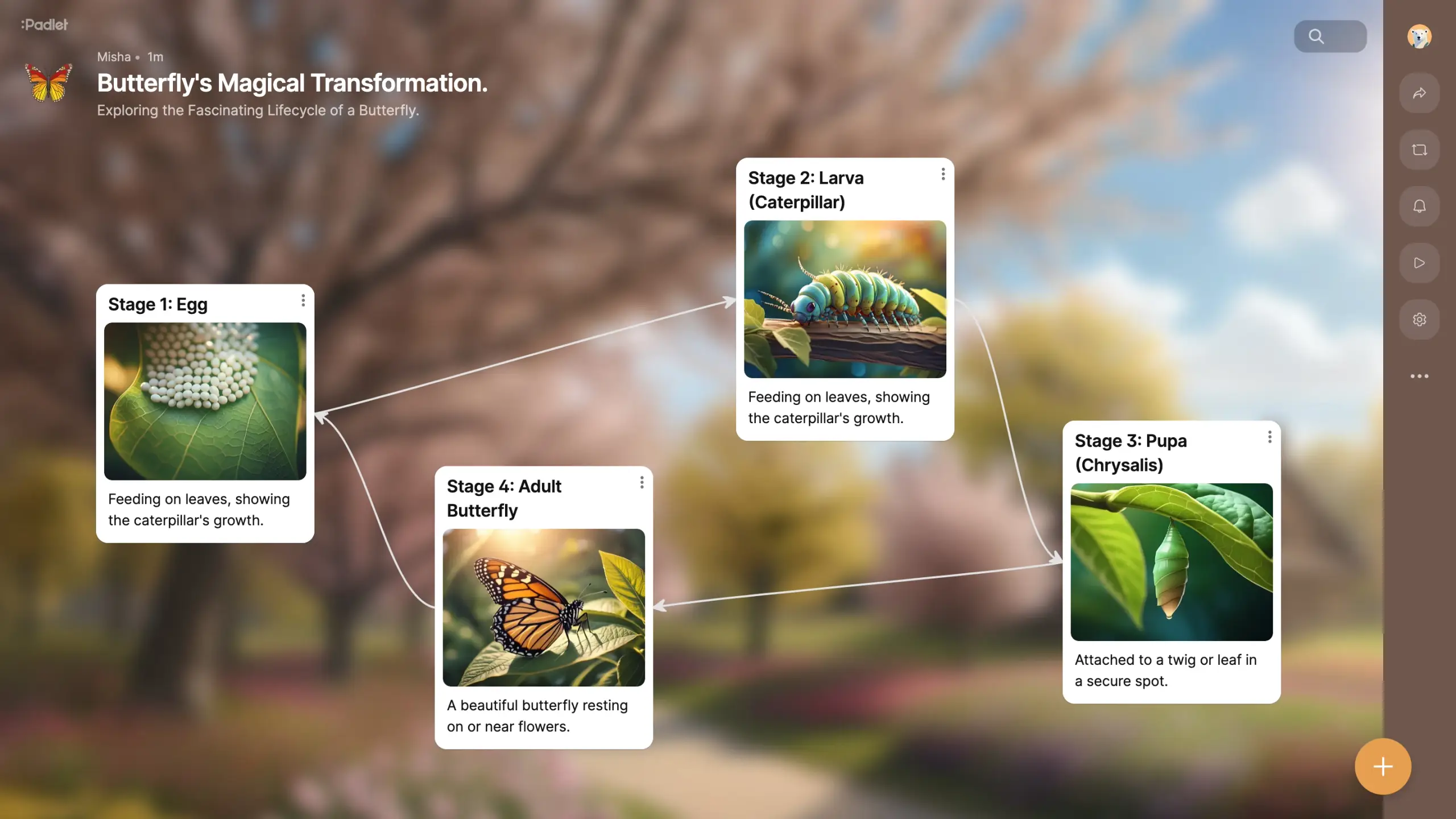 A Padlet board titled ‘Butterfly’s Magical Transformation’, illustrating the lifecycle from egg to adult