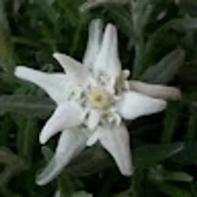 Stella Di Nardo Dinardostella